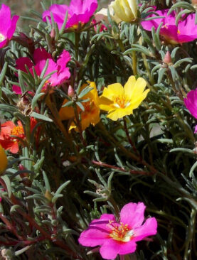 Prkos - Portulaca grandiflora (kutija 35 komada)